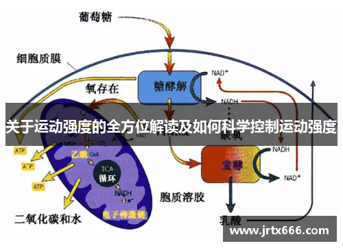 关于运动强度的全方位解读及如何科学控制运动强度